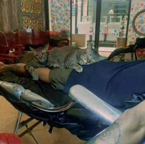 коты на ногах (Копировать).png