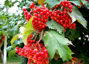 калина (Копировать).png