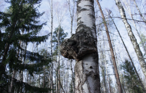 ёлка и береза (Копировать).png