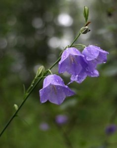 колокольчики на бликах (Копировать).jpg